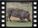 Botswana - Chobe national park - Warthogs (Phacochoerus africanus)