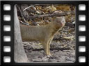 Botswana - Chobe national park - Slender mongoose (Galerella sanguinea)
